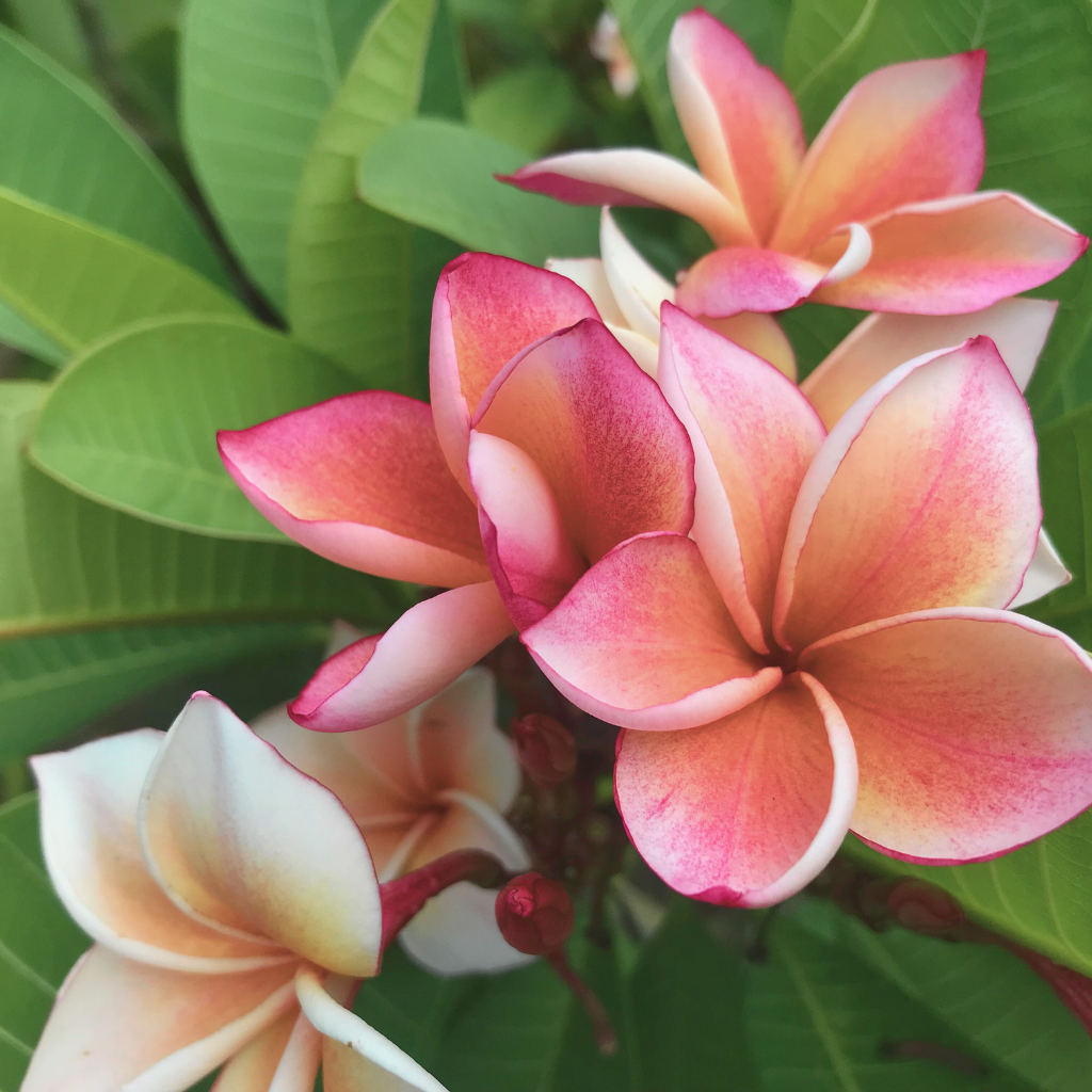 MAUI