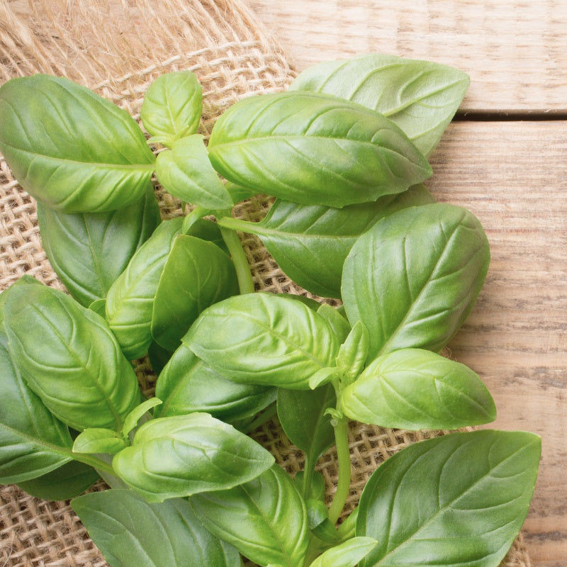 BuonaSí Extra Virgin Olivolja med Basilika – Smaksatt jungfruolja från Italien 250ml